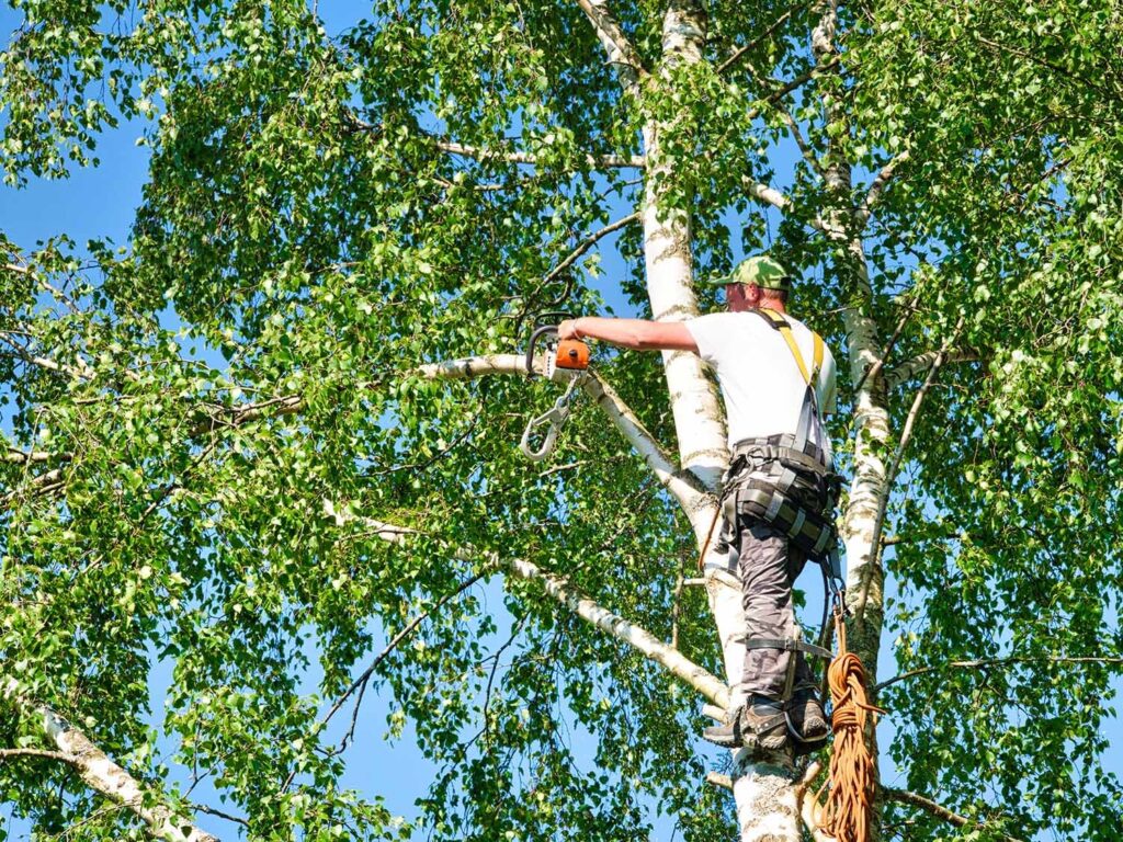 tree surgeon wilmslow
